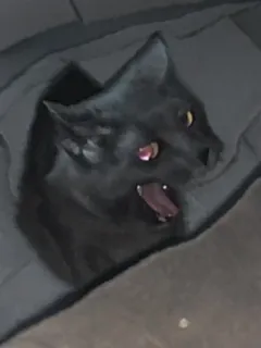 😾 кот, черный кот, зевающий, животное, питомец, домашнее животное, сонный telegram sticker
