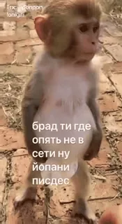 🌟 брад ти где опять не в сети ну йопай писдес ลิง, หยาบคาย, รัสเซีย, มีม whatsapp sticker