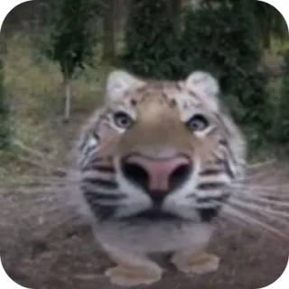 👄 tiger, animal, meme, funny, cat, wildlife telegram sticker