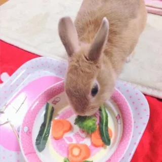 🐰 rabbit, bunny, pet, animal, vegetables, cute, food, healthy whatsapp sticker