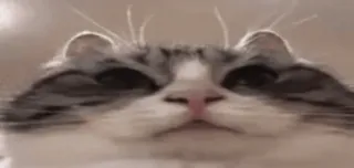 🌟 mèo, dễ thương, động vật, thú cưng, meme telegram sticker