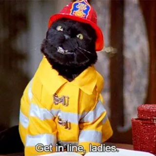 👨‍🚒 Get in line, ladies. cat, firefighter, humor, sarcastic, animals, pet, kitten telegram sticker