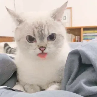 😠 kat, dier, huisdier, schattig, huiselijk, zoogdier, katachtig telegram sticker