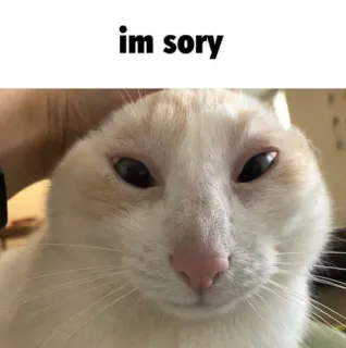 😔 im sory cat, apology, meme, sorry, cute, pet, animal telegram sticker