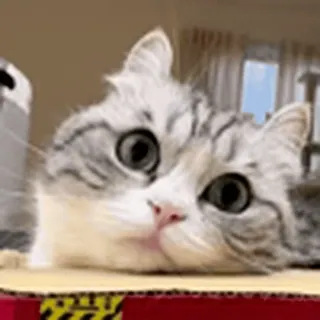 😺