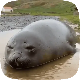 🦭 foka, zwierzę, słodki, dzika przyroda, natura telegram sticker