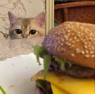🍔 gato, hamburguesa, comida, animal, lindo, hambriento telegram sticker
