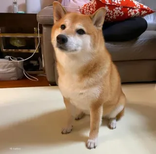 ❤️ dog, shiba inu, pet, animal, cute, domestic, mammal telegram sticker