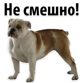 😢 Несмешно! dog, bulldog, animal, pet, Russian, text, sticker telegram sticker