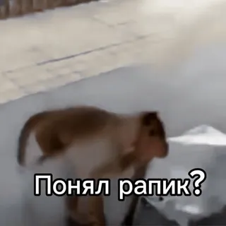🥵 Понял рапик? telegram sticker