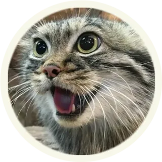 😃 кот, животное, млекопитающее, питомец, милый, смешной, выражение telegram sticker