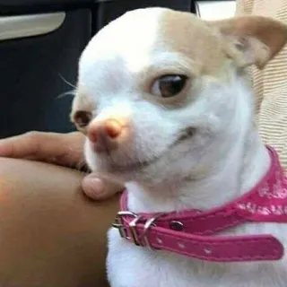 🤪 chihuahua, chien, animal de compagnie, animal, mignon, petit chien, collier rose telegram sticker