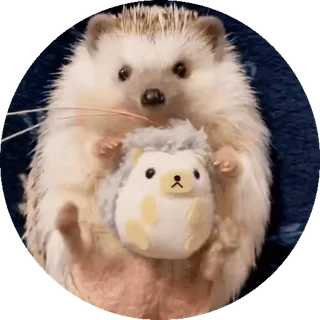 🌟 nhím, động vật, dễ thương, thú cưng, đồ chơi, động vật có vú telegram sticker