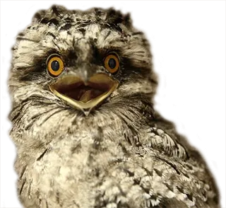 😫 bird, animal, owl, wildlife, cute, funny telegram sticker