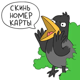 🤝 СКИНЬ НОМЕР КАРТЫ crow, bird, speaking, russian, card number whatsapp sticker