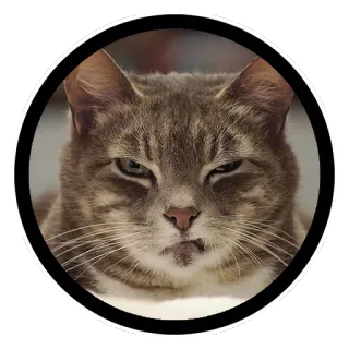 Funny Cats (@Saratov64_chat) whatsapp stickers