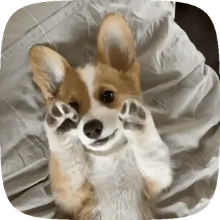 🐶 corgi, cane, cucciolo, carino, animale, animale domestico, zampe, sdraiato telegram sticker