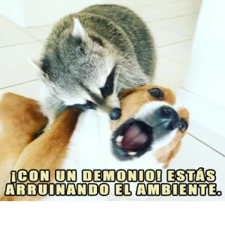 😡 ¡CON UN DEMONIO! ESTÁS ARRUINANDO EL AMBIENTE. rakun, anjing, binatang, hewan peliharaan, lucu, humor whatsapp sticker