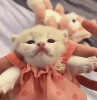 😃 kitten, cat, pet, cute, animal, dress, domestic cat, small whatsapp sticker