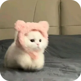 👍 gatto, gattino, carino, animale, cappello rosa telegram sticker