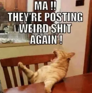 😒 MA !! THEY'RE POSTING WEIRD SHIT AGAIN! cat, meme, funny, internet, animals telegram sticker