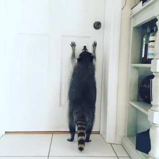🚪 енот, дверь, животное, дикая природа, милый, млекопитающее, дом telegram sticker