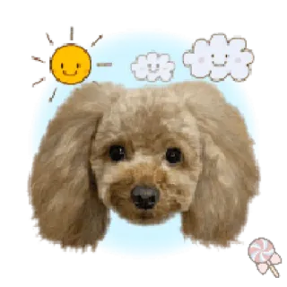 🐶 собака, милый, щенок, пудель, животное telegram sticker