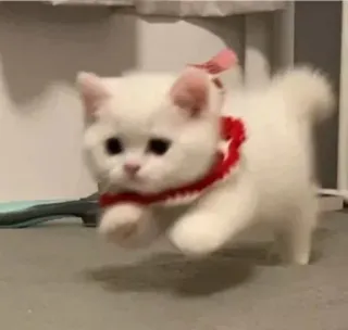 🏃 새끼 고양이, 고양이, 흰색, 동물, 귀여운, 애완 동물 telegram sticker