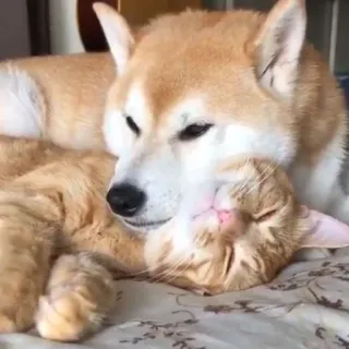 💑 Katze, Hund, Freundschaft, Tiere, süß, Haustier, Zuneigung, Bindung telegram sticker