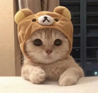 👀 cat, kitten, animal, pet, cute, bear hat telegram sticker