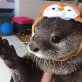 🐾 loutre, animal, mignon, chapeau, pingouin, adorable, mammifère whatsapp sticker