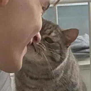 🐱 cat, pet, animal, domestic cat, person, face, affection whatsapp sticker