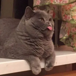 🪐 cat, tongue, funny, animal, gray cat, pet telegram sticker