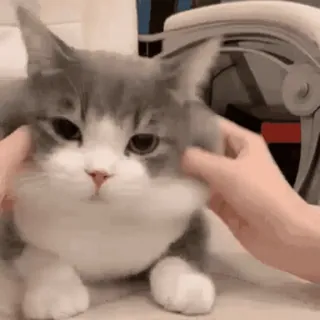 🐱 cat, pet, animal, cute, domestic animal, mammal whatsapp sticker