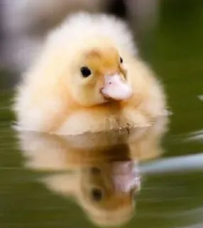 🌟 patito, pájaro, agua, animal, lindo, amarillo, naturaleza telegram sticker