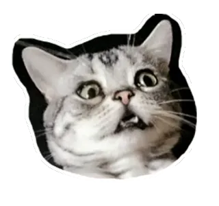 😰 แมว, ตลก, มีม, สัตว์, สัตว์เลี้ยง, สติกเกอร์ telegram sticker
