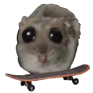 🛹 dwarf flying squirrel flying squirrel, skateboard, meme, cute, animal telegram sticker