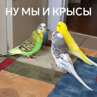 🐀 НУ МЫ И КРЫСЫ นก, นกแก้ว, สัตว์เลี้ยง, สัตว์ telegram sticker