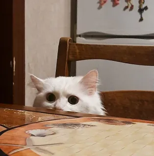 👀 Katze, weiße Katze, Tier, Haustier, Tisch, Stuhl whatsapp sticker