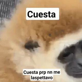 😳 Cuesta
Cuesta prp nn me laspettavo whatsapp sticker