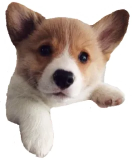 🤔 hond, puppy, corgi, dier, schattig, huisdier telegram sticker