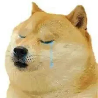 😢 Doge chó, meme, buồn, khóc, động vật, nước mắt, thú cưng telegram sticker