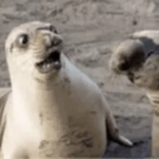 😳 seal, animal, cute, wildlife, mammal, sea, ocean telegram sticker