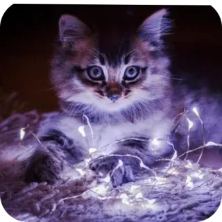🐱 whatsapp sticker