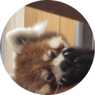 🐼 Panda mała, Zwierzę, Słodkie, Dzikie zwierzęta, Ssaki telegram sticker