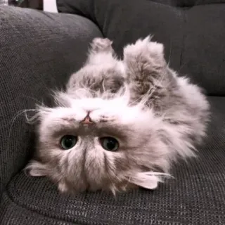 🙃 猫, 小猫, 可爱, 动物, 毛茸茸 telegram sticker