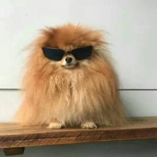 👩‍🦯 Hund, Zwergspitz, Sonnenbrille, Cool, Tier, Haustier telegram sticker