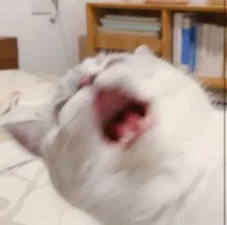 🥺 gato, animal, animal de estimação, gato branco telegram sticker