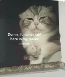 🍬 Damn , it hurts right here in my meow meow cat, meme, sad, funny, pet whatsapp sticker