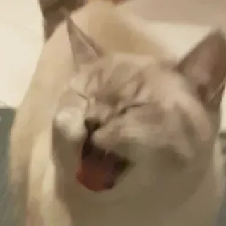 😼 chat, animal de compagnie, animal, mème, drôle, mignon telegram sticker